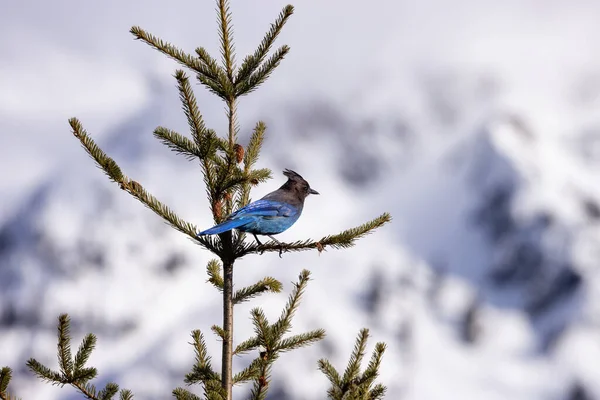 Blue Jay Pták Sedí Větvi Stromu Zasněženými Horami Pozadí Dlaždicové — Stock fotografie