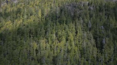 Dağ yamacındaki yeşil ağaçların ve kayalık kayalıkların havadan görünüşü. Güneşli Bahar sezonu. Vancouver Adası, British Columbia, Kanada. Sinematik