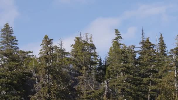 Green Trees Chief Mountain Squamish Canada Фон Природы Солнечный День — стоковое видео