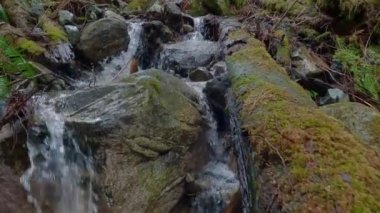 Sasamat Gölü 'ndeki Yağmur Ormanı nehri, Kanada doğası. Port Moody, Vancouver, BC, Kanada.