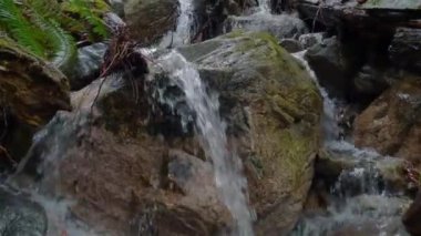 Sasamat Gölü 'ndeki Yağmur Ormanı nehri, Kanada doğası. Port Moody, Vancouver, BC, Kanada.