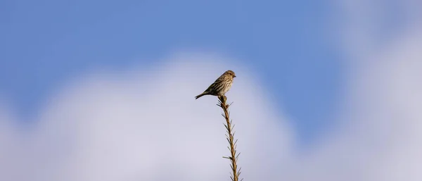 Malý Ptáček Sedí Větvi Stromu Zasněženými Horami Pozadí Dlaždicové Britská — Stock fotografie