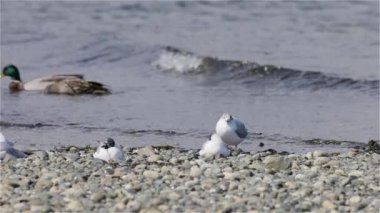 Pasifik Okyanusu kıyısındaki küçük beyaz kuşlar. Qualicum Sahili, Vancouver Adası, British Columbia, Kanada. Yavaş Hareket