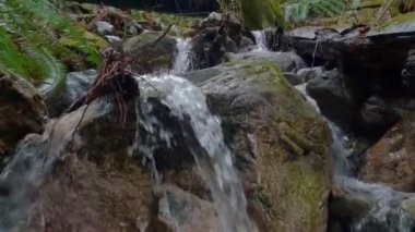 Sasamat Gölü 'ndeki Yağmur Ormanı nehri, Kanada doğası. Port Moody, Vancouver, BC, Kanada.