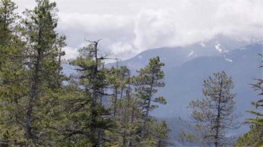 Dağdaki Yeşil Ağaçlar, Kanada Doğa Alanı. Squamish, British Columbia, Kanada. Yavaş Sinema Sineması.