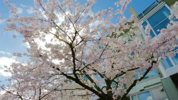 Cherry Blossom False Creek Downtown Vancouver British Columbia Canada Cloudy — Stock Video