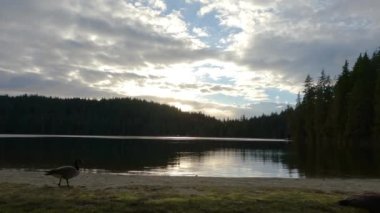 Sasamat Gölü 'ndeki Sunny Evening sırasında Kanada Doğa Sürüsü. Port Moody, Vancouver, BC, Kanada.