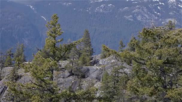 Groene Bomen Berg Canadese Natuur Landschap Achtergrond Squamish Brits Columbia — Stockvideo