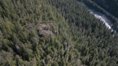 Dağ yamacındaki yeşil ağaçların ve kayalık kayalıkların havadan görünüşü. Güneşli Bahar sezonu. Vancouver Adası, British Columbia, Kanada. Sinematik