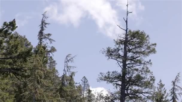 Grüne Bäume Auf Den Bergen Kanadische Naturlandschaft Hintergrund Squamish British — Stockvideo