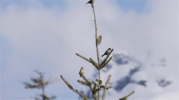 Pequeno Pássaro Sentado Galho Árvore Com Montanhas Neve Fundo Squamish — Vídeo de Stock