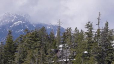 Dağdaki Yeşil Ağaçlar, Kanada Doğa Alanı. Squamish, British Columbia, Kanada. Yavaş Sinema Sineması.