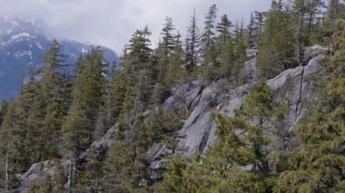 Dağdaki Yeşil Ağaçlar, Kanada Doğa Alanı. Squamish, British Columbia, Kanada. Yavaş Sinema Sineması.