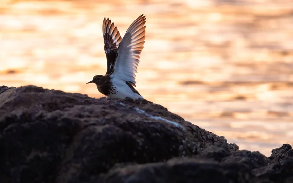 Bird Rocky Island Flapping Wings West Coast Pacific Ocean Sunset — Stock Photo, Image