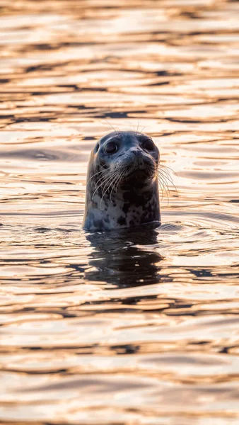 Seal Pocking His Head Out Water Look Pacific Ocean West — Stock Photo, Image