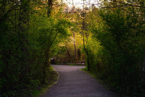 Scenic Trail Skogen Med Gröna Livfulla Träd Solig Vårsäsong Port — Stockfoto