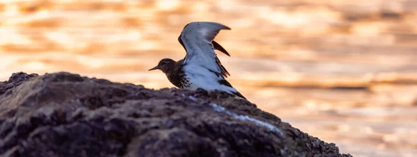 太平洋西海岸一个岩石岛上的鸟在拍打着翅膀 日落了加拿大不列颠哥伦比亚省西温哥华 — 图库照片
