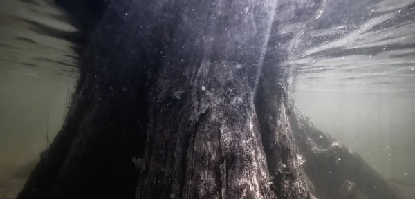 Baumstamm Unter Wasser Buntzen Lake Anmore Vancouver Kanada Sonniger Frühlingstag — Stockfoto