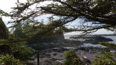 Pasifik Okyanusu 'nun batı kıyısındaki kayalık bir sahilde ağaçlar ve engebeli kayalar. Bahar sabahı gökyüzü. Ucluelet, Vancouver Adası, British Columbia, Kanada. Doğa Arkaplanı. Yavaş Sinema Sineması