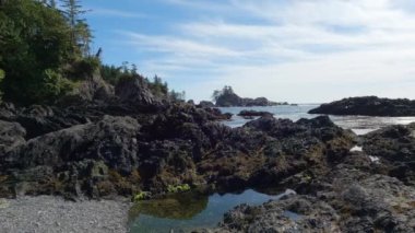 Pasifik Okyanusu 'nun batı kıyısındaki kayalık bir sahilde ağaçlar ve engebeli kayalar. Bahar sabahı gökyüzü. Ucluelet, Vancouver Adası, British Columbia, Kanada. Doğa Arkaplanı. Yavaş Sinema Sineması