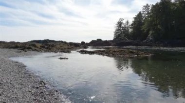 Pasifik Okyanusu 'nun batı kıyısındaki kayalık bir sahilde ağaçlar ve engebeli kayalar. Bahar sabahı gökyüzü. Ucluelet, Vancouver Adası, British Columbia, Kanada. Doğa Arkaplanı. Yavaş Sinema Sineması