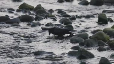 Akşamları nehirde yıkanan siyah karga. Port Moody, Vancouver, British Columbia, Kanada 'da çekildi..