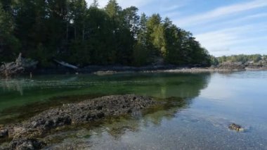 Pasifik Okyanusu 'nun batı kıyısındaki kayalık bir sahilde ağaçlar ve engebeli kayalar. Bahar sabahı gökyüzü. Ucluelet, Vancouver Adası, British Columbia, Kanada. Doğa Arkaplanı. Yavaş Sinema Sineması