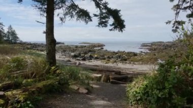 Pasifik Okyanusu 'nun batı kıyısındaki kayalık bir sahilde ağaçlar ve engebeli kayalar. Bahar sabahı gökyüzü. Ucluelet, Vancouver Adası, British Columbia, Kanada. Doğa Arkaplanı. Yavaş Sinema Sineması