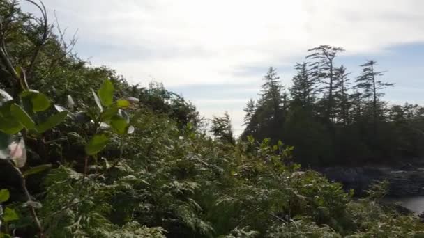 Trees Rugged Rocks Rocky Shore West Coast Pacific Ocean Spring — Vídeo de stock