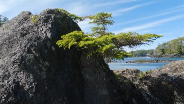 Дерева Круті Скелі Скелястому Березі Тихого Океану Весняне Ранкове Небо — стокове відео