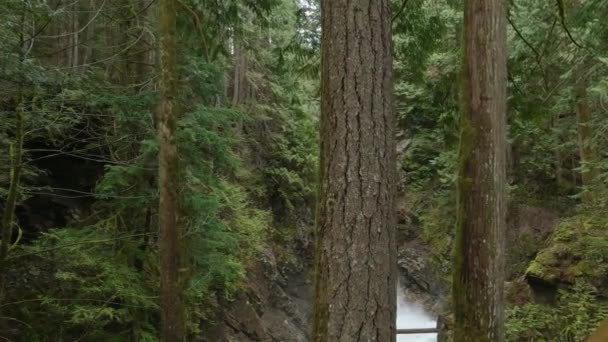 Wasserfall Grünen Kanadischen Regenwald Cascade Falls Bei Mission Östlich Von — Stockvideo