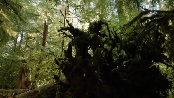 봄철의 날씨에 강우림의 산책로에 나무들 캐나다의 브리티시컬럼비아주 밴쿠버 맥밀런 공원에서 — 비디오