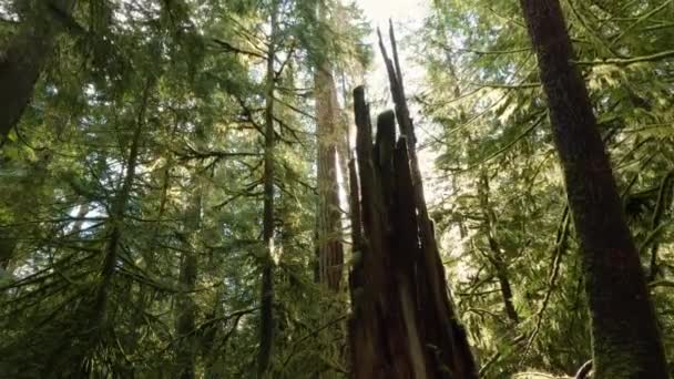 Δέντρα Μονοπάτι Στο Τροπικό Δάσος Κατά Διάρκεια Μιας Έντονης Ηλιόλουστης — Αρχείο Βίντεο