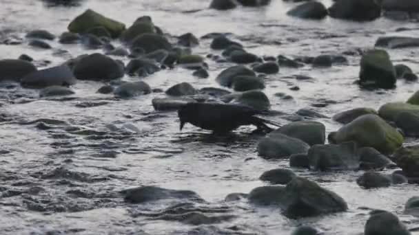 Akşamları Nehirde Yıkanan Siyah Karga Port Moody Vancouver British Columbia — Stok video
