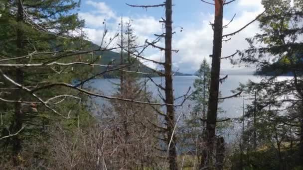 캐나다 나무들의 스프링 Sproat Lake Port Alberni Vancouver Island British — 비디오