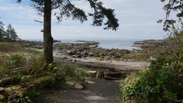 Trees Rugged Rocks Rocky Shore West Coast Pacific Ocean Spring — Vídeo de stock