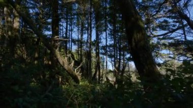 Pasifik Okyanusu 'nun batı kıyısındaki kayalık bir sahilde yürüyüş patikası. Bahar sabahı gökyüzü. Ucluelet, Vancouver Adası, British Columbia, Kanada. Doğa Arkaplanı. Yavaş Sinema Sineması