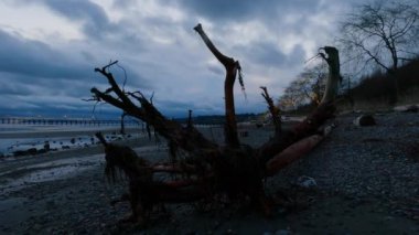 Rocky Sahili 'nde Driftwood ve Pasifik Okyanusu' nun batı kıyısında White Rock Pier. Dramatik Bulutlu Günbatımı Gökyüzü. Vancouver, British Columbia, Kanada.