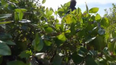 Pasifik Okyanusu 'nun batı kıyısındaki kayalık bir sahilde Maceracı Kadın. Bahar sabahı gökyüzü. Ucluelet, Vancouver Adası, British Columbia, Kanada. Doğa Arkaplanı. Yavaş Sinema Sineması