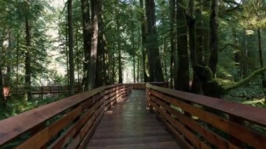 Güneşli bir bahar gününde Yağmur Ormanı 'nda patika. MacMillan İl Parkı, Vancouver Adası, British Columbia, Kanada.