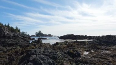 Pasifik Okyanusu 'nun batı kıyısındaki kayalık bir sahilde ağaçlar ve engebeli kayalar. Bahar sabahı gökyüzü. Ucluelet, Vancouver Adası, British Columbia, Kanada. Doğa Arkaplanı. Yavaş Sinema Sineması