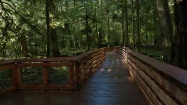 Güneşli bir bahar gününde Yağmur Ormanı 'nda patika. MacMillan İl Parkı, Vancouver Adası, British Columbia, Kanada.
