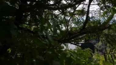 Pasifik Okyanusu 'nun batı kıyısındaki kayalık bir sahilde Maceracı Kadın. Bahar sabahı gökyüzü. Ucluelet, Vancouver Adası, British Columbia, Kanada. Doğa Arkaplanı. Yavaş Sinema Sineması