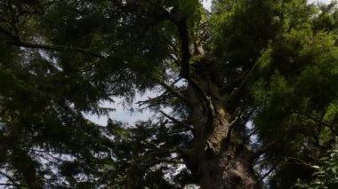 Yürüyüş yolunda canlı yeşil ağaçlar var. Pasifik Okyanusu 'nun batı kıyısı. Bahar sabahı gökyüzü. Ucluelet, Vancouver Adası, British Columbia, Kanada. Doğa Arkaplanı. Yavaş Sinema Sineması