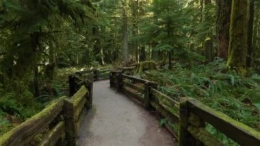 Güneşli bir bahar gününde Yağmur Ormanı 'nda patika. MacMillan İl Parkı, Vancouver Adası, British Columbia, Kanada.
