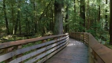 Güneşli bir bahar gününde Yağmur Ormanı 'nda patika. MacMillan İl Parkı, Vancouver Adası, British Columbia, Kanada.
