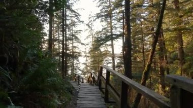 Canlı bir bahar günbatımında ağaçların arasından sahile inen tahta patika. Ucluelet, Vancouver Adası, BC, Kanada 'da çekildi. Yavaş Sinema Sineması
