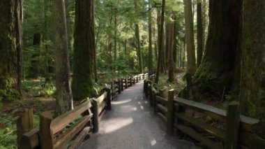 Güneşli bir bahar gününde Yağmur Ormanı 'nda patika. MacMillan İl Parkı, Vancouver Adası, British Columbia, Kanada.