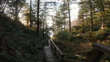 Canlı bir bahar günbatımında ağaçların arasından sahile inen tahta patika. Ucluelet, Vancouver Adası, BC, Kanada 'da çekildi. Yavaş Sinema Sineması