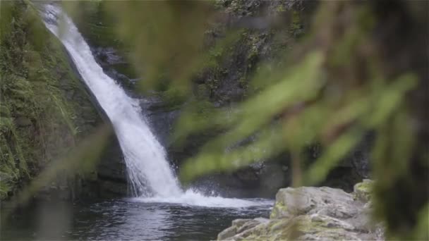 Cascata Nella Foresta Naturale Soleggiata Giornata Primaverile Goldstream Falls Vicino — Video Stock